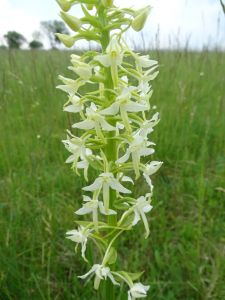DSC03562-Zweiblättrige-Waldhyazinthe.JPG
