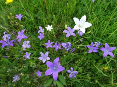 DSC03564-Ästige-Glockenblume.JPG