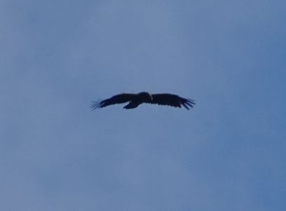 DSC03612-Schrei-Adler.JPG