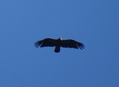 DSC03614-Schrei-Adler.JPG