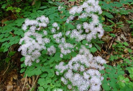DSC03617-Ackeleiblättrige-Wiesenraute.JPG