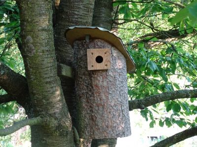 DSC03817-Wendehals-Brutstelle.JPG