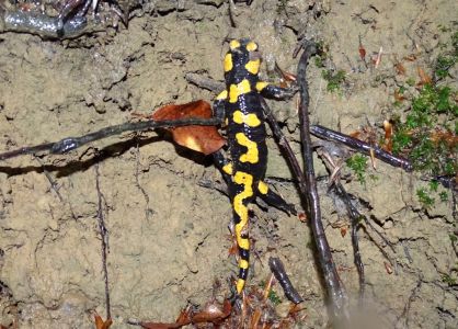 DSC03872-Feuersalamander.JPG