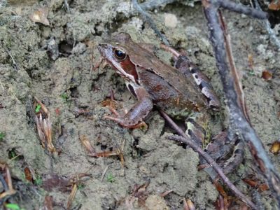 DSC03909-Grasfrosch.JPG