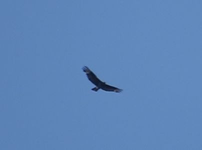DSC03921-Steinadler.JPG