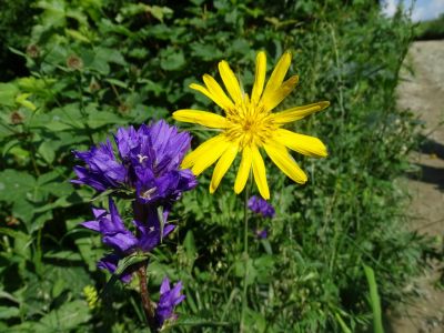 DSC03926-Knoel-Glockenblume-und-Wiesen-Bocksbart.JPG