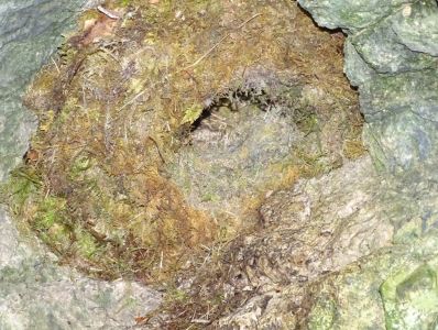 DSC03944-Wasseramsel-Nest.JPG