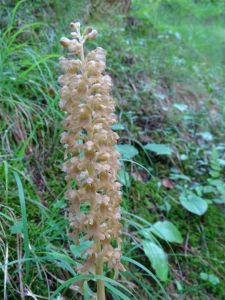 DSC03955-Vogelnestwurz.JPG