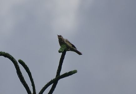 DSC03973-Baum-Pieper.JPG