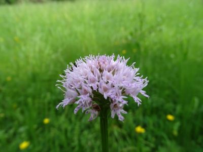 DSC03978-Kugelorchis.JPG