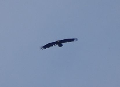 DSC04060-Schreiadler.JPG