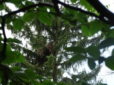 DSC04073-Steinadler-Horst.JPG