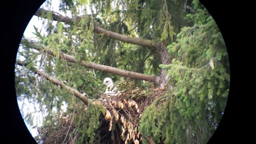DSC04077-Junger-Steinadler-im-Horst-20180606_131810.jpg