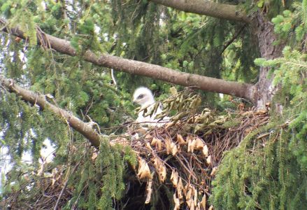 DSC04078-Junger-Steinadler-im-Horst-20180606_131810-–-kópia.jpg