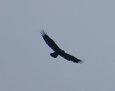 DSC04081-Steinadler.JPG