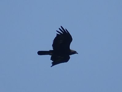 DSC04091-Steinadler.JPG
