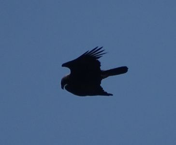 DSC04095-Steinadler.JPG