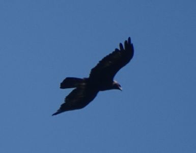 DSC04096-Steinadler.JPG