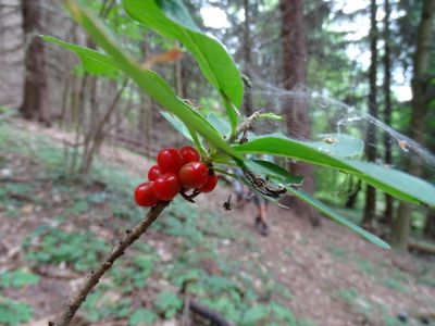 DSC04300-Seidelbast.JPG