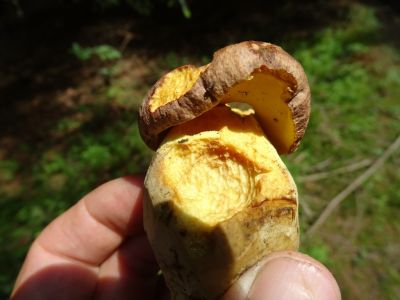 DSC04378-Königs-Steinpilz.JPG