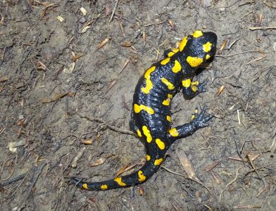 DSC04400-Feuersalamander.JPG