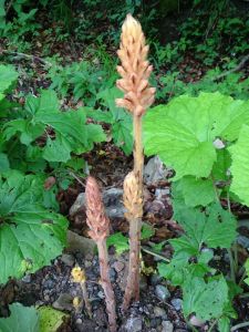 DSC04411-Sommerwurz.JPG