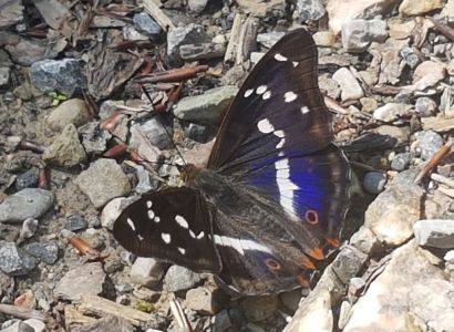 20180617_102242-Großer-Schillerfalter.jpg