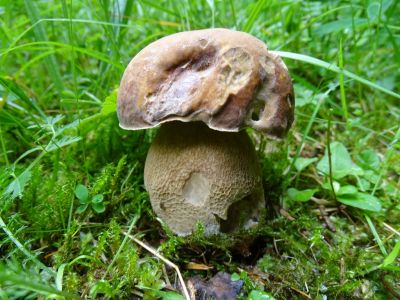 DSC04646-Sommersteinpilz.JPG