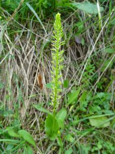 DSC04647-Einblättrige-Weichorchis.JPG