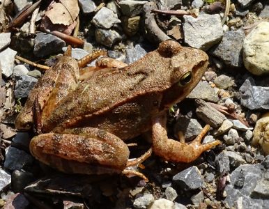DSC04679-Grass-Frosch.JPG