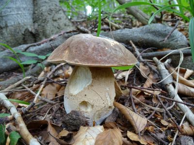 DSC04689-Sommersteinpilz.JPG
