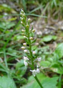 DSC04705-Wohlriechende-Händelwurz.JPG