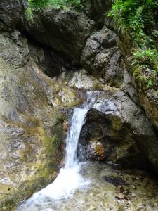 DSC04707-Horne-diery.JPG