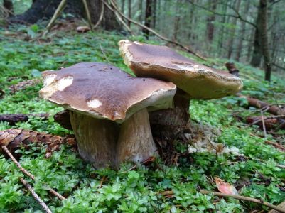 DSC04960-Steinpilz.JPG