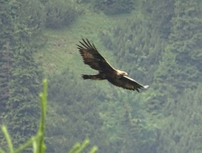 DSC04991-Steinadler.JPG
