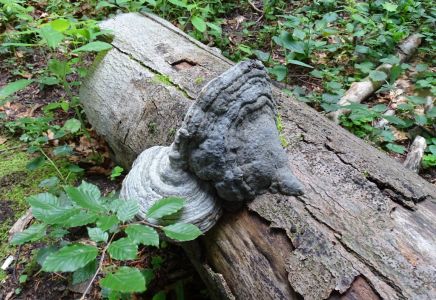 DSC05024-Zunderschwamm.JPG