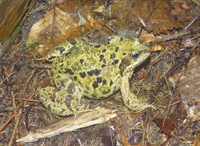 DSC05040-Grass-Frosch.JPG