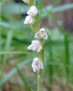 DSC05235-Sommer-Drehwurz.JPG
