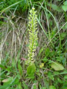 DSC05239-Einblättrige-Weichorchis.JPG