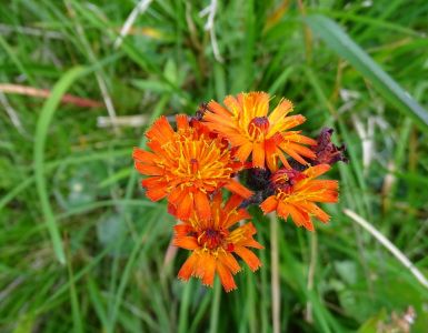 DSC05298-Orangenrotes-Habichtskraut.JPG