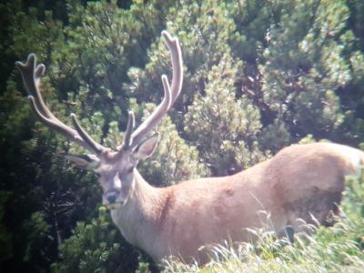 DSC05335-Hirsch-20180703_141225-4.jpg
