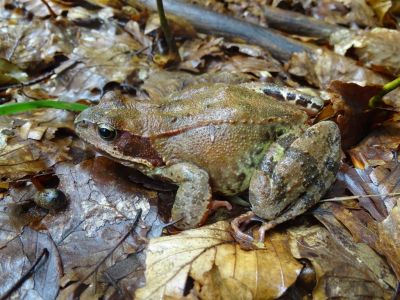 DSC05540-Grasfrosch.JPG