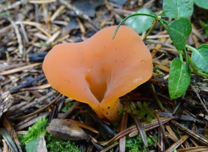 DSC05595-Orange-Galerttrichter.JPG