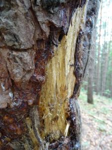 DSC05628-Bärmarkierbaum.JPG