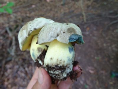 DSC05770-Blaufärbender-Röhrling-Cyanoboletus-pulverulentus.JPG