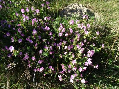 DSC05793-Dorniger-Hauhechel.JPG