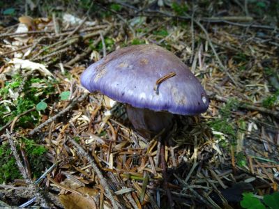 DSC05837-Lila-Dickfuß.JPG