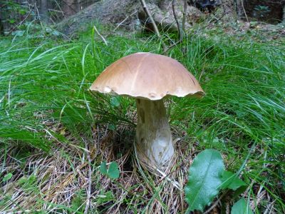 DSC05852-Steinpilz.JPG