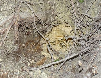 DSC05853-vom-Bär-ausgebudelte-Erdwespen.JPG