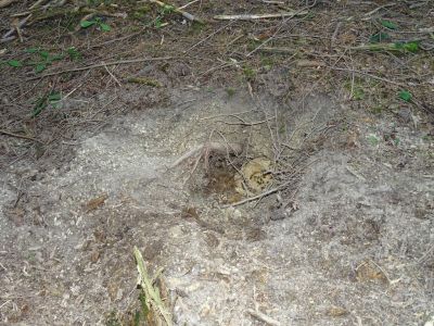 DSC05854-vom-Bär-ausgebudelte-Erdwespen.JPG